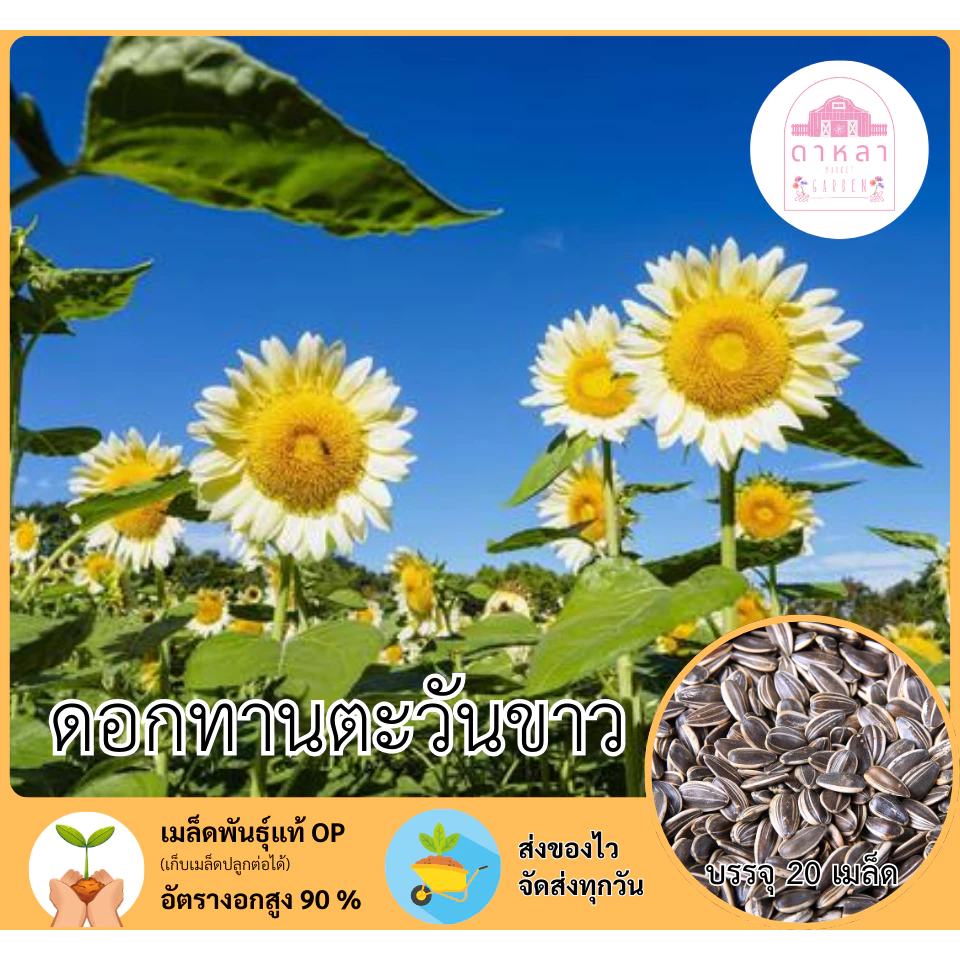 ดอกทานตะวันขาว 20 เมล็ด