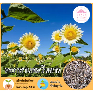 ดอกทานตะวันขาว 20 เมล็ด
