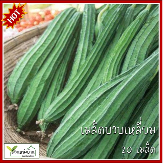 20 เมล็ด บวบเหลี่ยม เมล็ดบวบเหลี่ยม เมล็ดบวบ บวบ บวบคางคก บวบเหลี่ยมคางคก