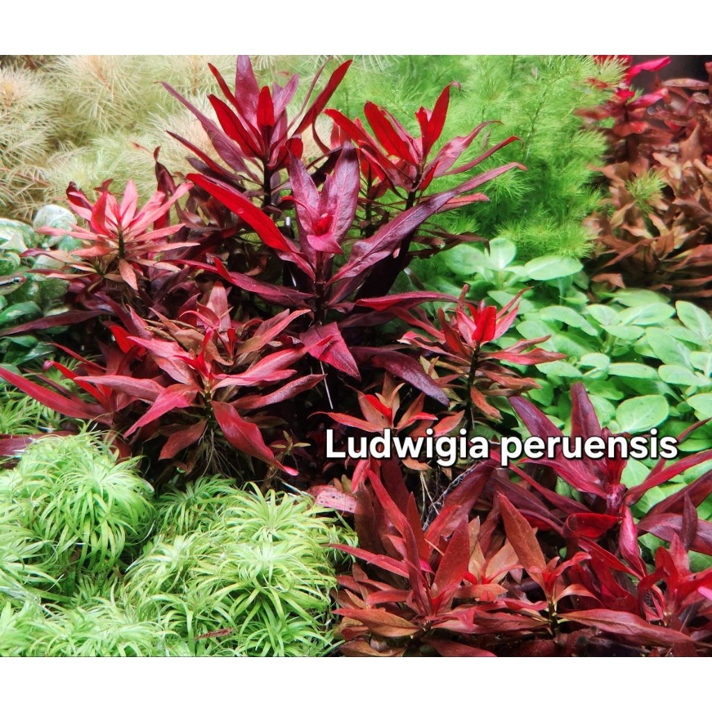 Ludwigia peruensis ไม้แดงเข้มมาก