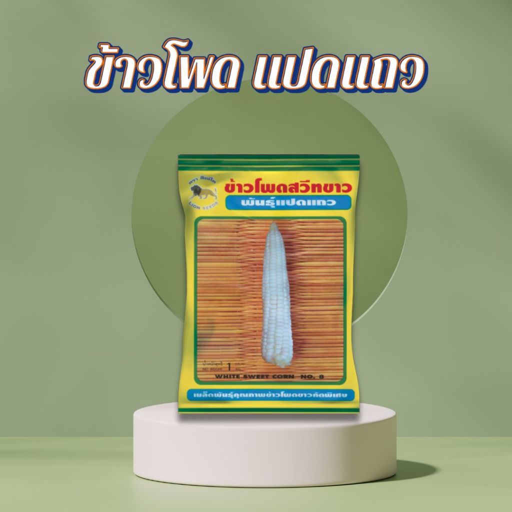 ข้าวโพดสวีทขาว แปดแถว