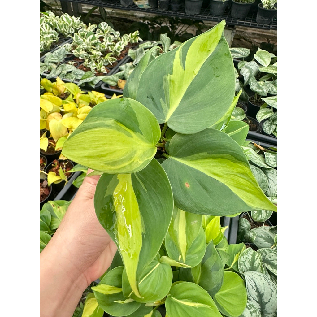 พลูบราซิล 2 สี มี 2 ขนาดคือ  กระถาง 3 นิ้ว และ 6 นิ้ว แน่นฟู ยาว ทุกกระถาง ทุกขนาดจ้า🚚ส่งเร็วน๊าสั่ง - รูปที่ 2