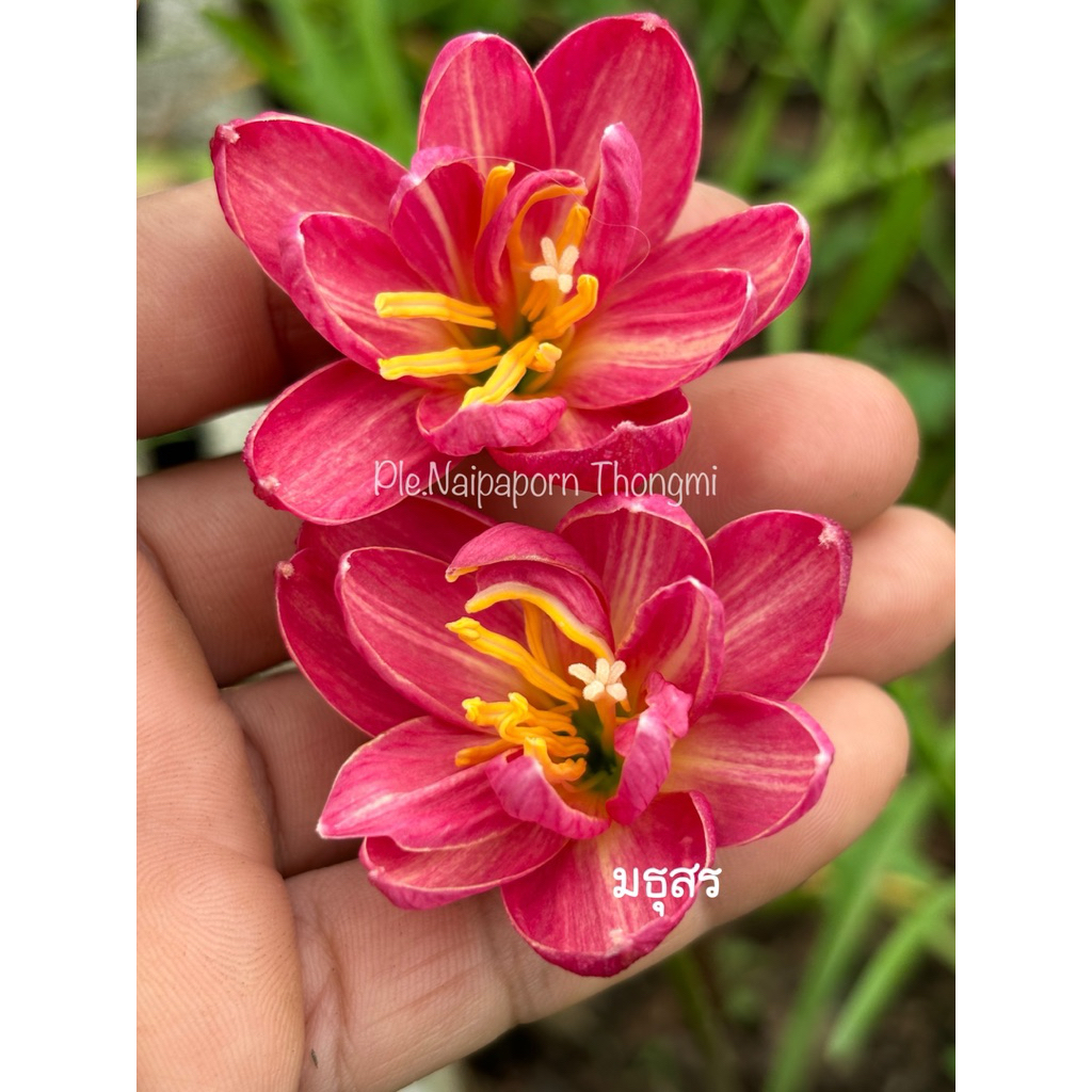 บัวดินดอกซ้อนสีชมพูเข้ม ชื่อ มธุสร หัวละ70บาท