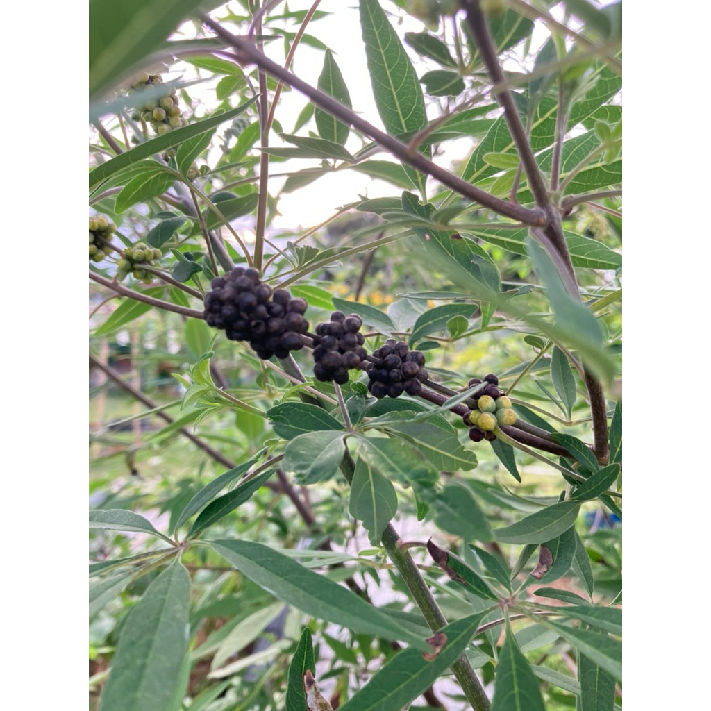 เมล็ดVitex agnus-castus