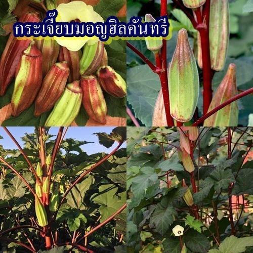 8 เมล็ด เมล็ดกระเจี๊ยบมอญฮิลคันทรี (ปลูกง่าย ฝักสีเขียวเหลืองปนสีแดง ฝักอ้วนป้อม ติดฝักดก ฝักสวยรสชาติหวานมันๆ)