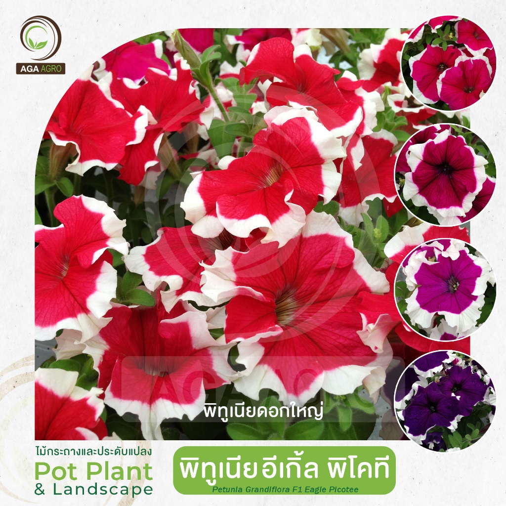 AGA AGRO I "พิทูเนีย อีเกิ้ล พิโคที" ดอกใหญ่ เด่นด้วยขอบขาวรอบกลีบดอก-100เมล็ด-Petunia Eagle Picotee