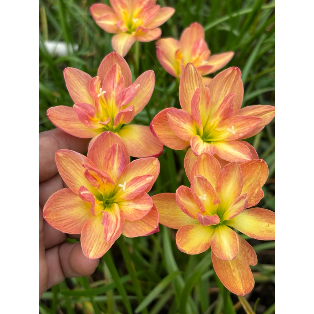 บัวดิน Z.Wa-Chi-Raดอกมาบ่อยชุดละ 4หัว100บาทเลี้ยงง่ายดอกมาบ่อย