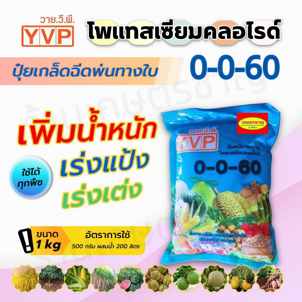 ปุ๋ยเกล็ด 0-0-60 YVPโพแทสเซียม 60%คุณภาพสูงละลายน้ำ 100%ไม่ตกตะกอนช่วยสร้างแป้ง เพิ่มน้ำตาลเพิ่มความ