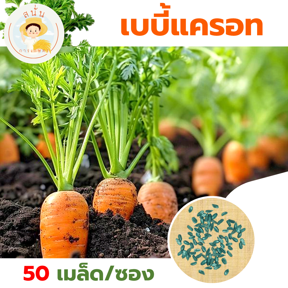 เมล็ดพันธุ์ เบบี้แครอท Baby Carrot ผักสวนครัว ผลสีส้มขนาดเล็ก รสหวาน มีแกนน้อย (1 ซอง 50 เมล็ด)