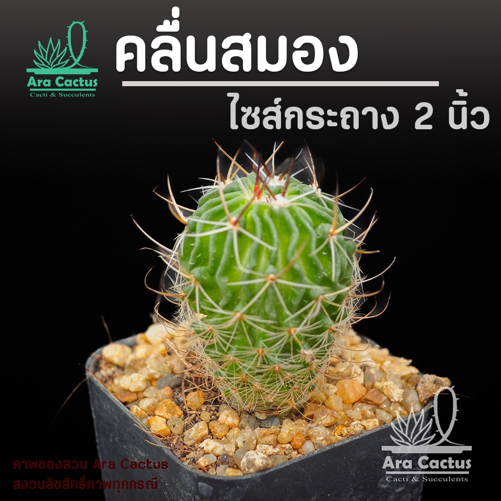 สวนขายเอง! คลื่นสมองเพาะเมล็ด Echinofossulocactus ไซส์กระถาง 2 นิ้ว แคคตัส กระบองเพชร ต้นไม้ประดับ อวบน้ำ  แคนตัส