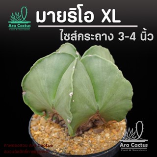 ไซส์ให้ดอก! แอสโตรมายริโอต้นใหญ่ให้ดอก XL Astrophytum myrios…