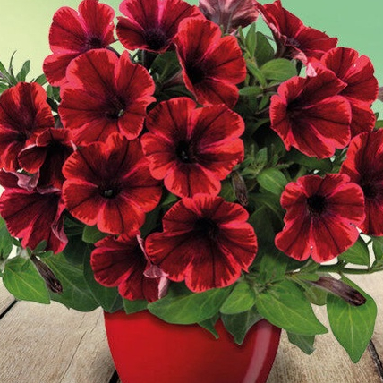 100 เมล็ดพันธุ์ พิทูเนีย (Petunia) ดอกไม้ความหมายมงคล สายพันธุ์ Picobella ดอกสีแดงส้ม