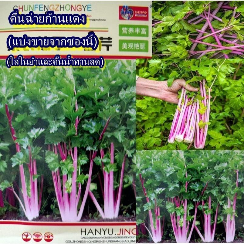 1,000+ เมล็ด เมล็ดคึ่นฉ่ายก้านแดง (อัตรางอก 70% ก้านสีแดง-ม่วงแดง ใบสีเขียว ต้นสูง 45 ซม.ขึ้นไป เหมาะสำหรับใส่ในยำ)