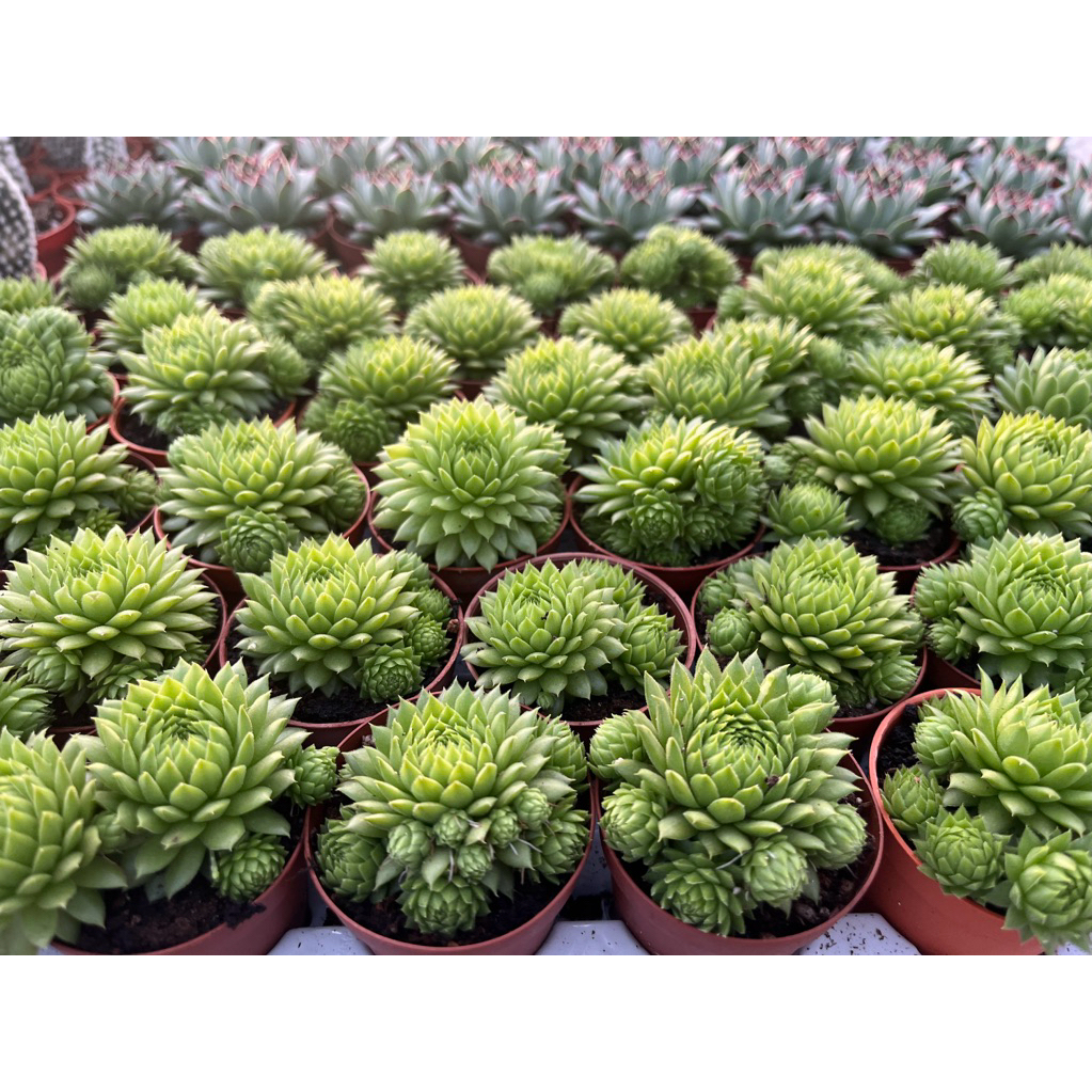 แซมเปอร์วิลัม  Sampervivam Green nii