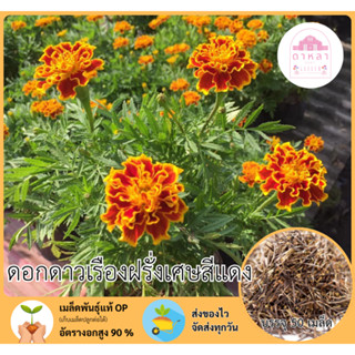 ดอกดาวเรืองฝรั่งเศษสีแดง 50 เมล็ด