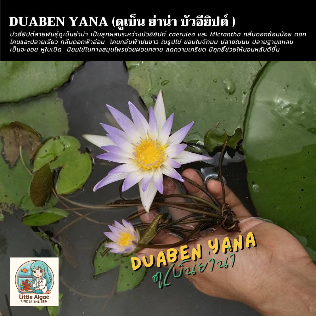 ต้นกล้าบัวอียิปต์  สายพันธุ์ดูเบ็นย่าน่า (Duaben yana) บัวอียิปต์แท้100% #ซื้อ2แถม1