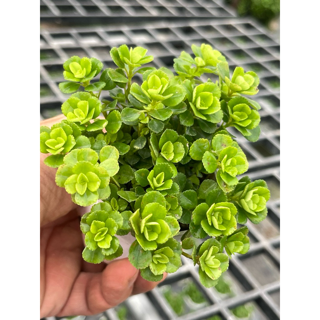 ต้นเกล็ดปลาช่อน  Pilea depressa (Sw.) Blume  กุหลาบหิน ไม้อวบน้ำ  กระถาง 2 นิ้ว