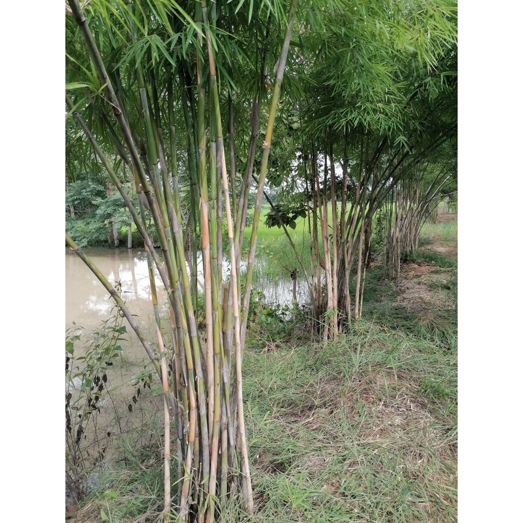 (เหง้าสด | เหง้าชำ) ไผ่รวก จากแม่พันธุ์เพาะเมล็ด 5 ปี ลำสวย ยาว มีความเหนียวยืดหยุ่น ทำค้างโค้ง/ซุ้มไผ่โค้ง