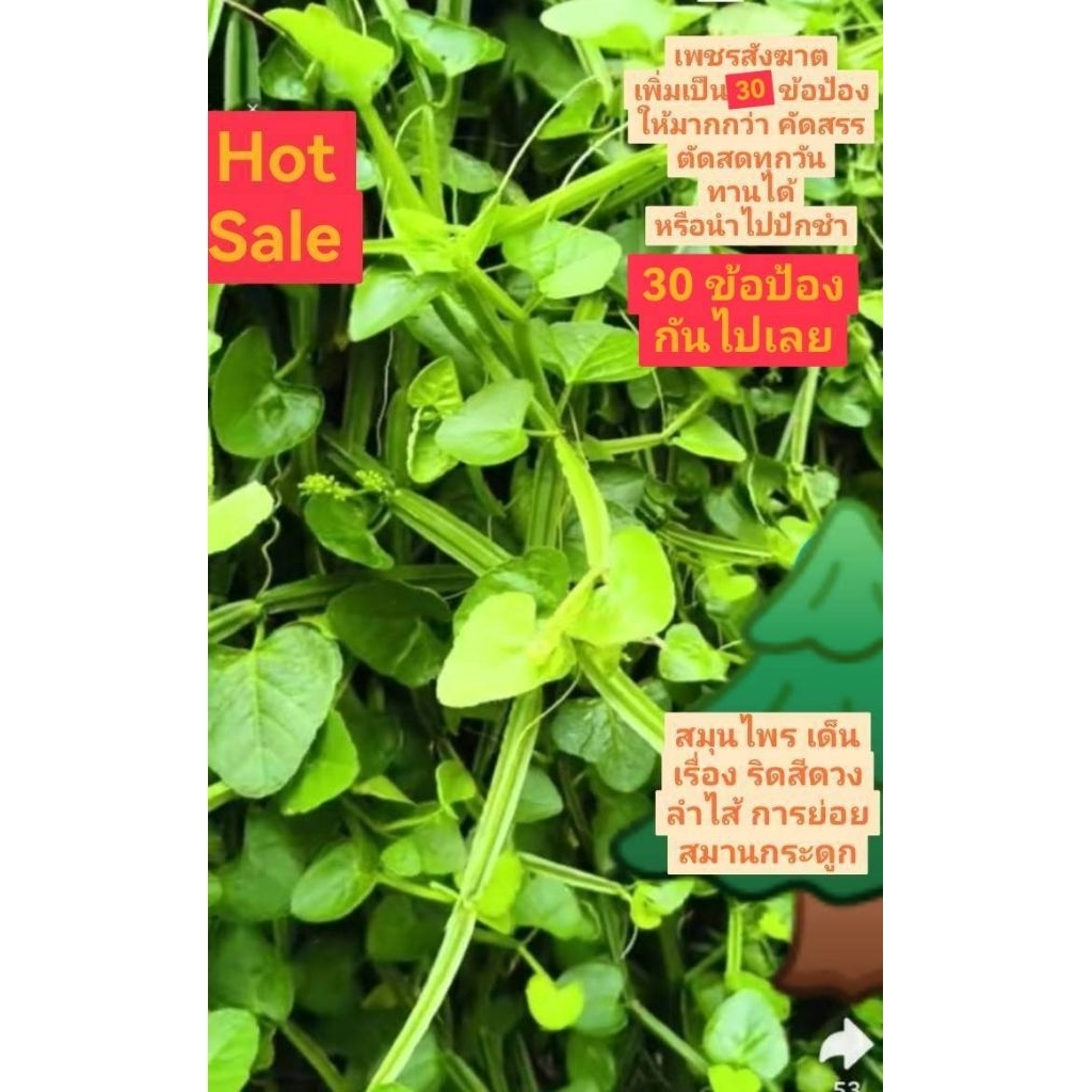 ต้นเพชรสังฆาต ตัดสด 30 ข้อป้อง  ปักชำได้หรือนำไปทาน ขยายต่อได้เรื่อยๆ