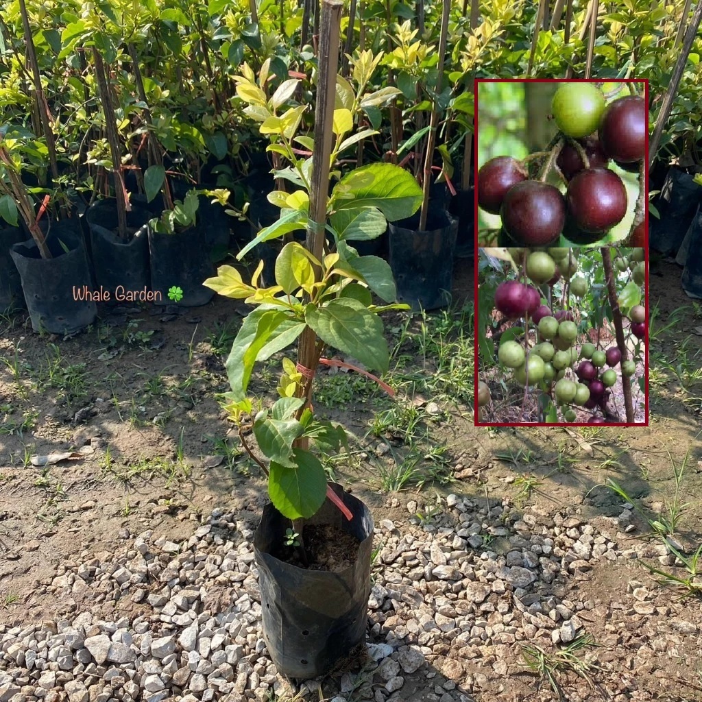 ต้นตะขบป่า ตะขบยักษ์ (Flacourtia Indica) กิ่งตอน พร้อมติดดอกติดผล ไม้ป่าโบราณ ผลรับประทานได้ (รับประกันสินค้า)