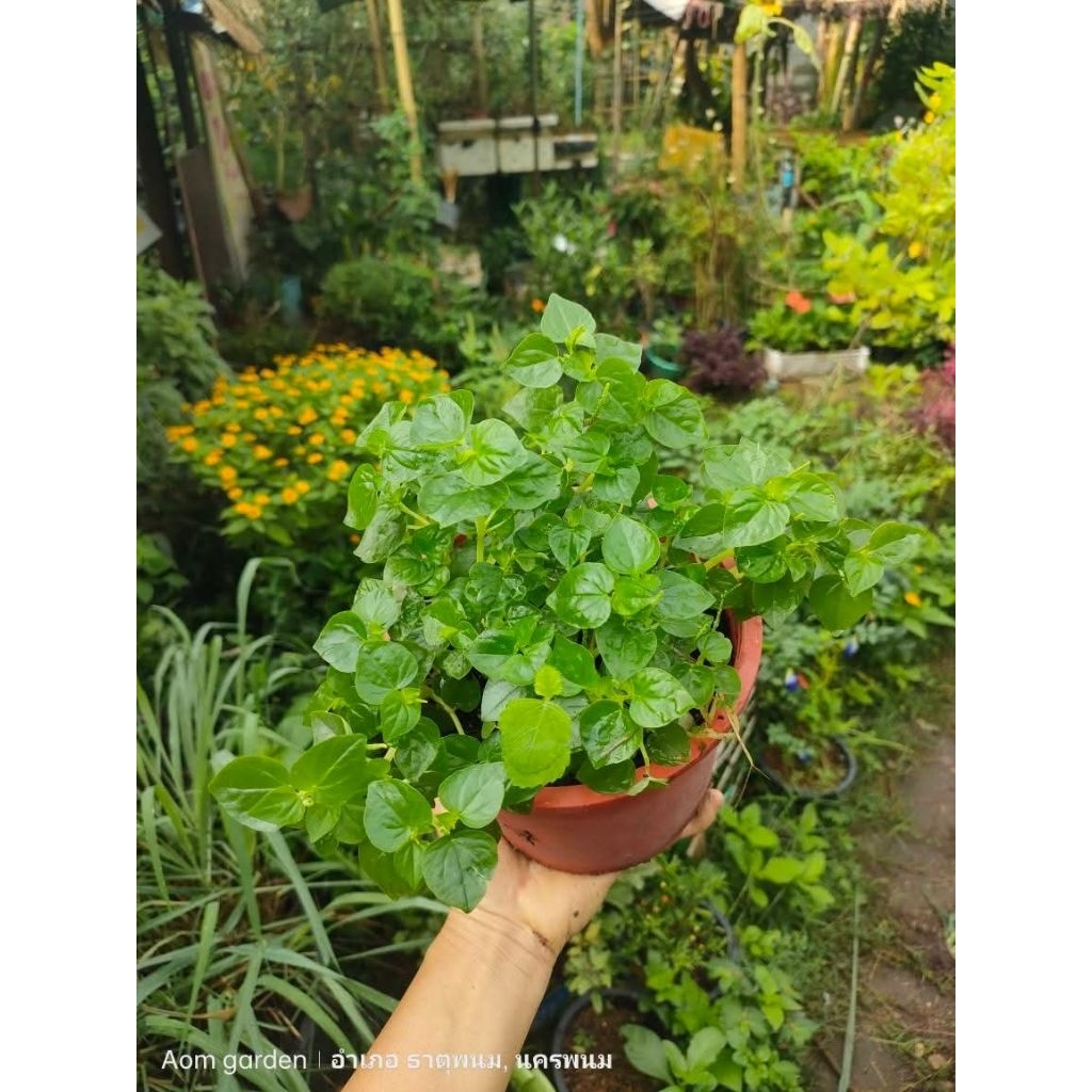 ต้นกระสัง🌿🌿🌿🌿🌿🌿🌿☘️☘️☘️☘️