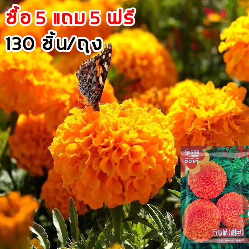 เมล็ดพันธุ์ดาวเรืองสีส้ม 130 เมล็ด เมล็ดพันธุ์แท้ อัตราการงอกสูง เมล็ดพันธุ์ดอกไม้