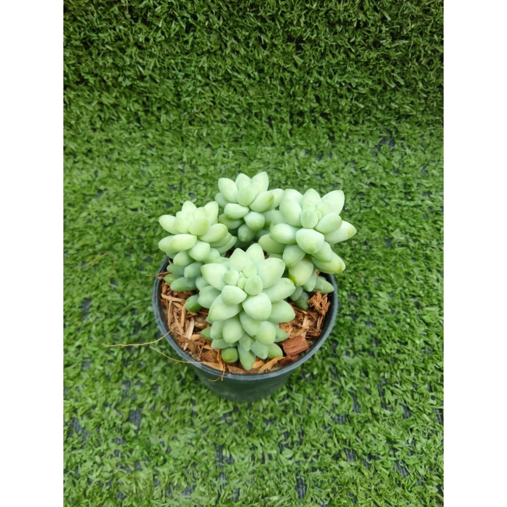 ต้นซีดัมรวงข้าว [ Sedum Burrito (Donkey Tail)] ไม้ในกระถาง2"