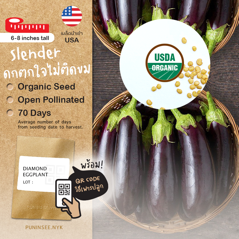 เมล็ดผักนำเข้า มะเขือม่วง Daimond Eggplant (Organic Seed) ก้านเขียว ดก ให้ผลมาก ทรงยาว ปลูกง่าย