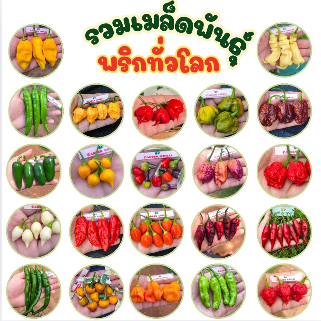 📌รวมเมล็ดพันธุ์พริกที่เผ็ดและหายากทั่วโลก‼️