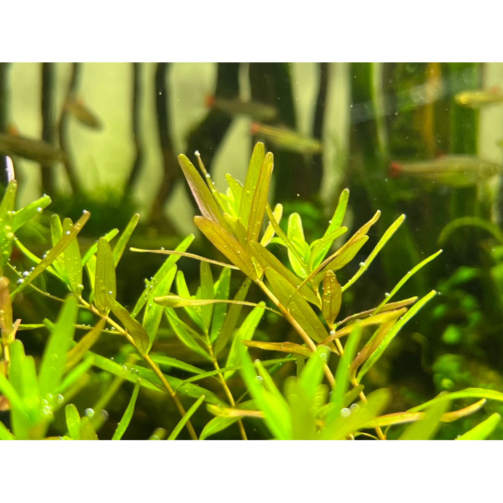 ต้นไม้น้ำ โรทาล่าเครยอน Rotala ceylon