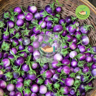 พิเศษ9บาท เมล็ดพันธุ์มะเขือไข่เต่า 50 เมล็ด