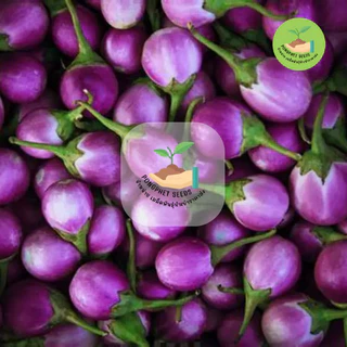 พิเศษ9บาท เมล็ดพันธุ์มะเขือไข่เต่า 50 เมล็ด