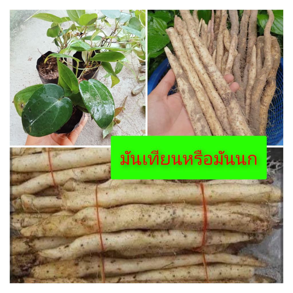ต้นพันธุ์มันนกหรือมันเทียนมันเสา