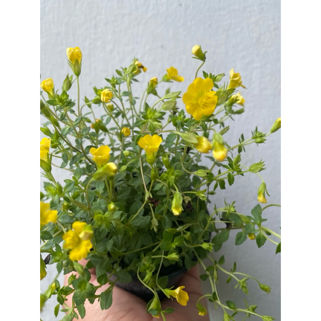 แมคาโดเนีย ดอกไม้กินได้ ใช้ตกแต่งอาหารเพื่อความสวยงาม ดอกสีเหลือง ดอกออกตลอดปี ส่งพร้อมกระถาง 3 นิ้ว