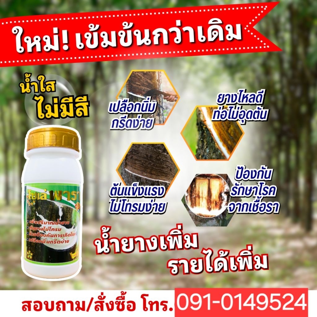 โซเล่พารา ฝาสีทอง 500 ซีซียาทาหน้ายางน้ำใสไม่มีสี เปลือกนิ่ม กรีดง่าย ยางไหลดี ไม่อุดตัน ต้นไม่โทรม ป้องกันโรคจากเชื้อรา