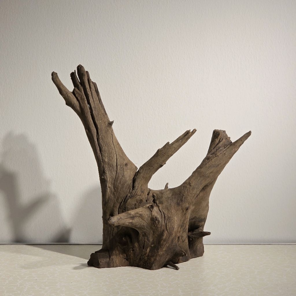 (เลือกได้) กิ่งไม้ ตกแต่งตู้ปลา กิ่งไม้ขนาดใหญ่ L และ XL Natural Driftwood ขอนไม้ธรรมชาติ ขอนไม้ แท้ ไม้ตกแต่งตู้ปลา