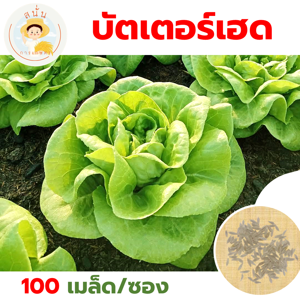 เมล็ดพันธุ์ บัตเตอร์เฮด บอสตัน (Butterhead) ผักสลัด ทรงพุ่มกลม ซ้อนเป็นชั้น รสหวาน (1 ซอง 100 เมล็ด)