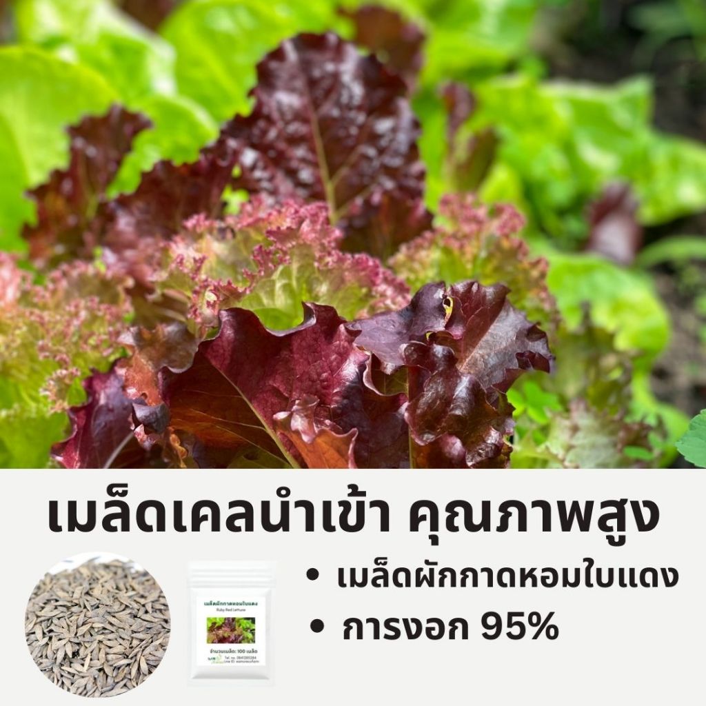 เมล็ดพันธุ์ผักสลัด Ruby Red Leaf Lettuce – เมล็ดนำเข้าคุณภาพสูง | สีสวย กรอบ อร่อย | ปลูกง่าย