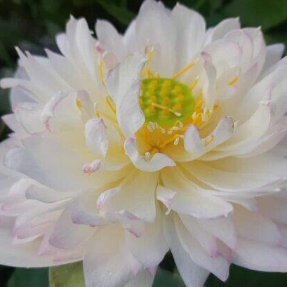 10 เมล็ดบัว สายพันธุ์ Buddha Sound Lotuses Flower Seeds สีขาว บัวหลวงนอก