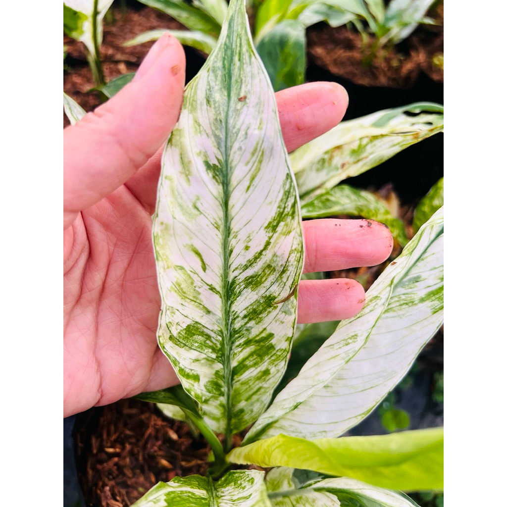 🌱เดหลีใบด่างขาว PeaceLily🌱ส่งแบบถุง