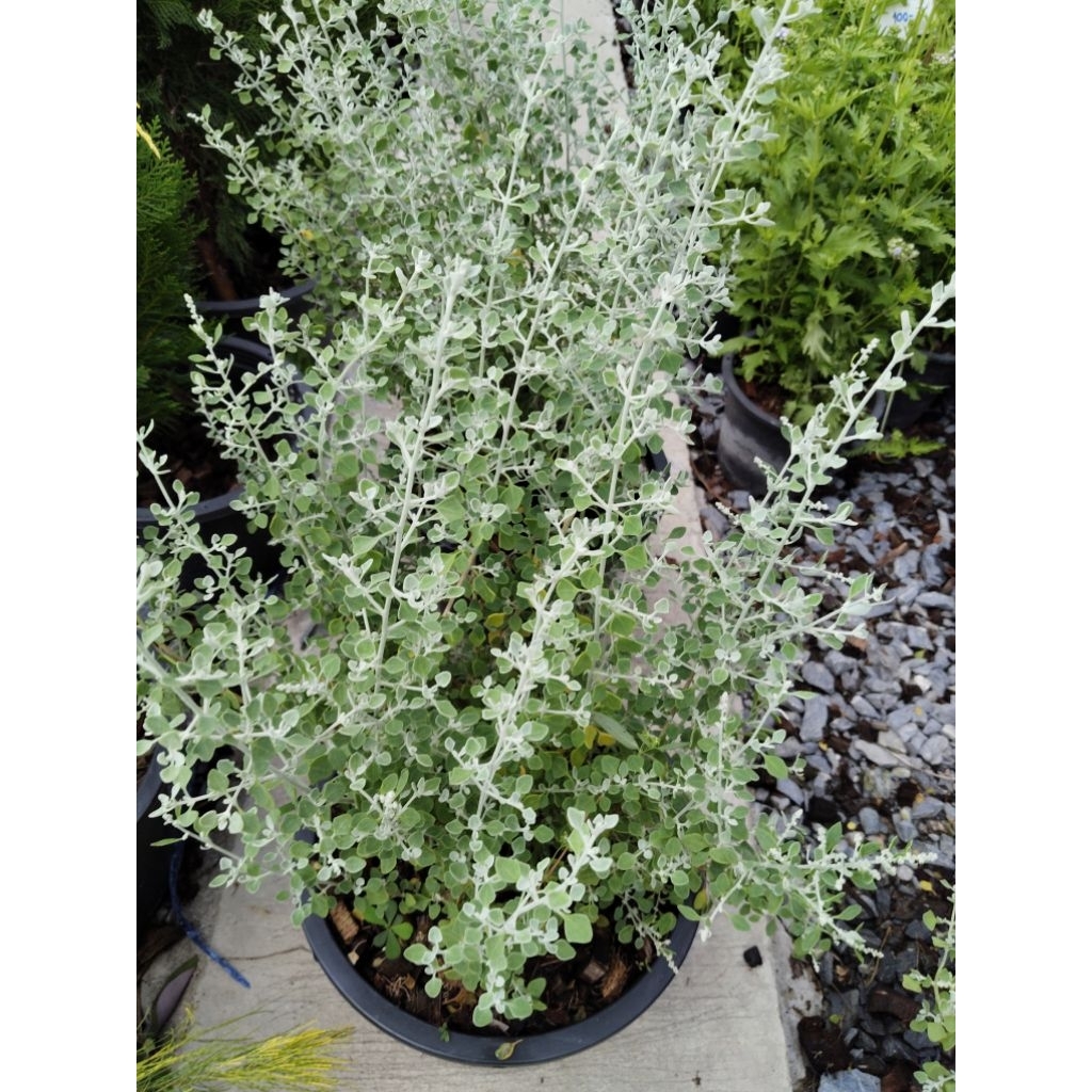 Saltbush หรือ ซอลต์บุช  ใบไม้สีเงิน ทนแล้ง เป็นสมุนไพรใบมีรสเค็ม