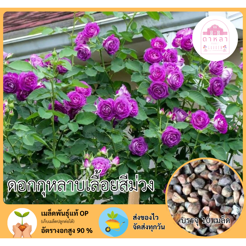 ดอกกุหลาบเลื้อยสีม่วง 10 เมล็ด – โปรปัง