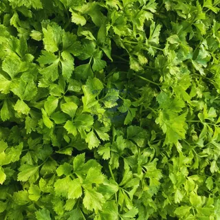 ตราลูกโลก เมล็ดคื่นฉ่าย กวางเจา Celery เมล็ดพันธุ์ผัก ผักสวนครัว ผักซอง ลูกโลก