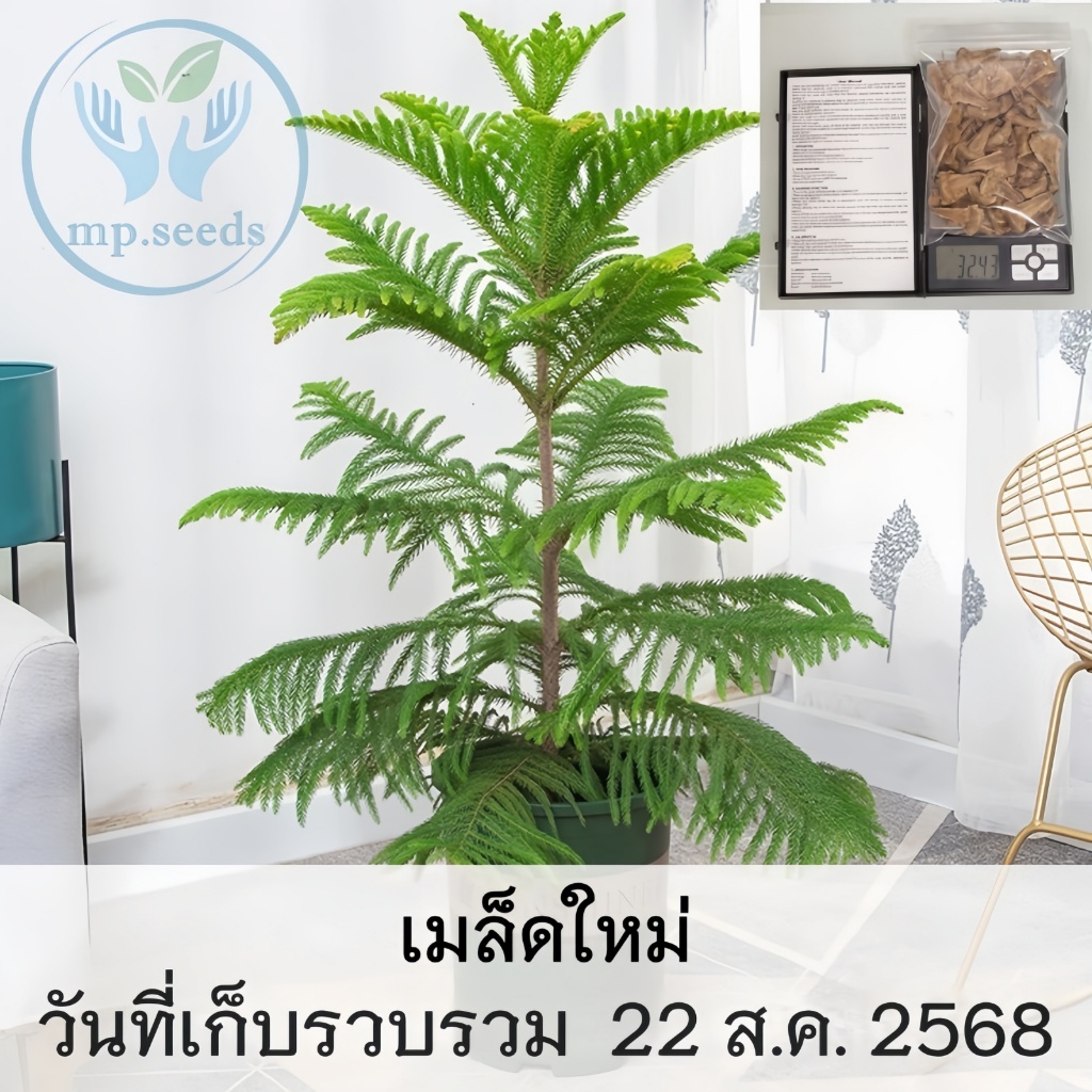 เมล็ดใหม่ 2025 เมล็ดสนฉัตร/สนฉัตรฮาวาย 5.5 กรัม / 30 กรัม   Norfolk island pine**ศึกษาวิธีเพาะได้ในร