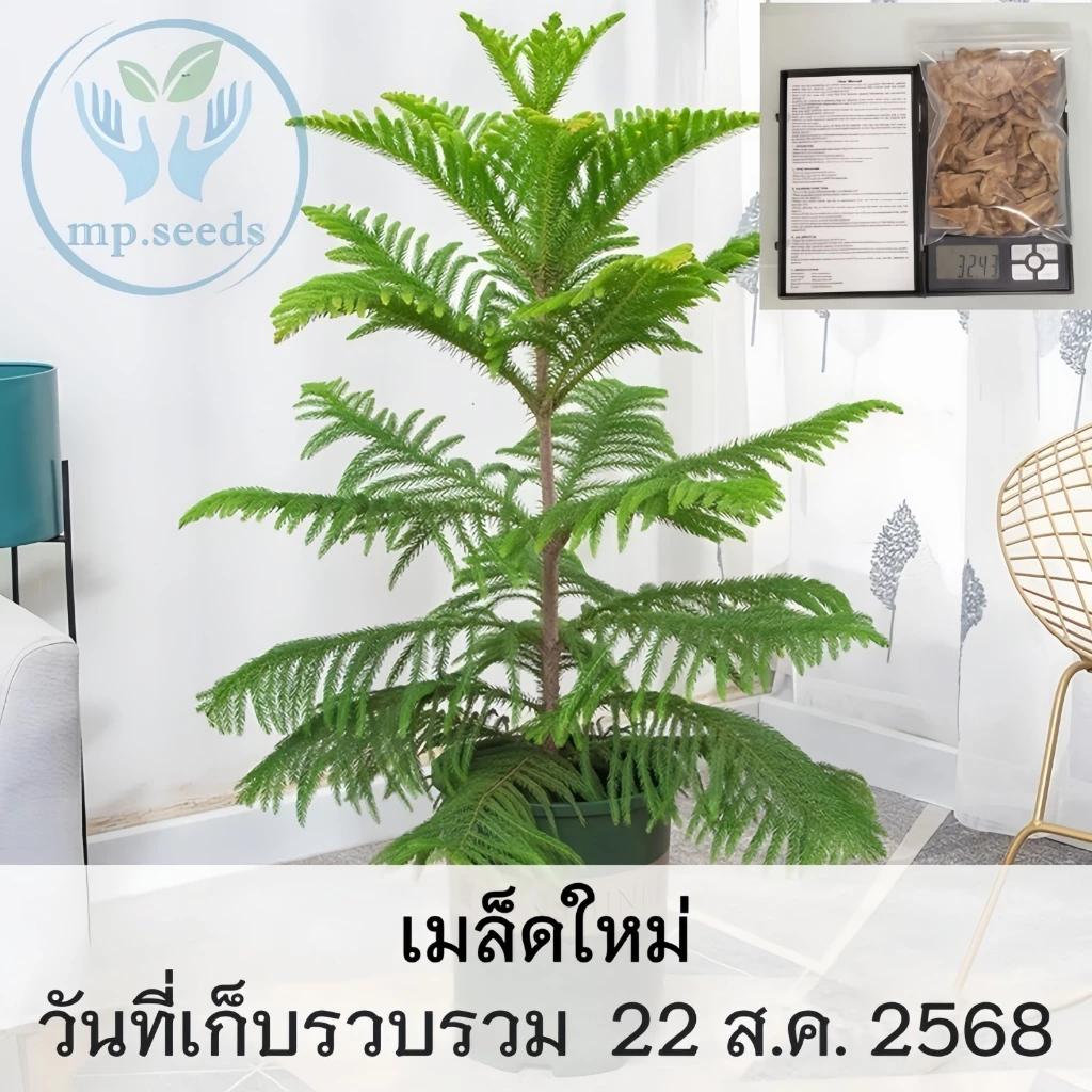 เมล็ดใหม่ 2025 เมล็ดสนฉัตร/สนฉัตรฮาวาย 5.5 กรัม / 30 กรัม Norfolk island pine**ศึกษาวิธีเพาะได้ในรายละเอียดสินค้า**