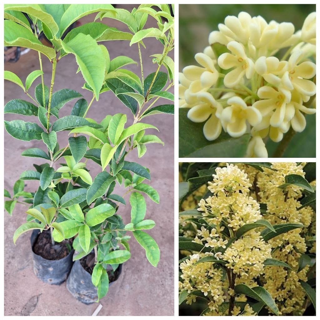 ต้นหอมหมื้นลี้(ชำกิ่งขนาด50-60ซม.)ดอกมีกลิ่นหอมแรง ดอกใช้ชงดื่มเพื่อสุขภาพกลิ่มหอม