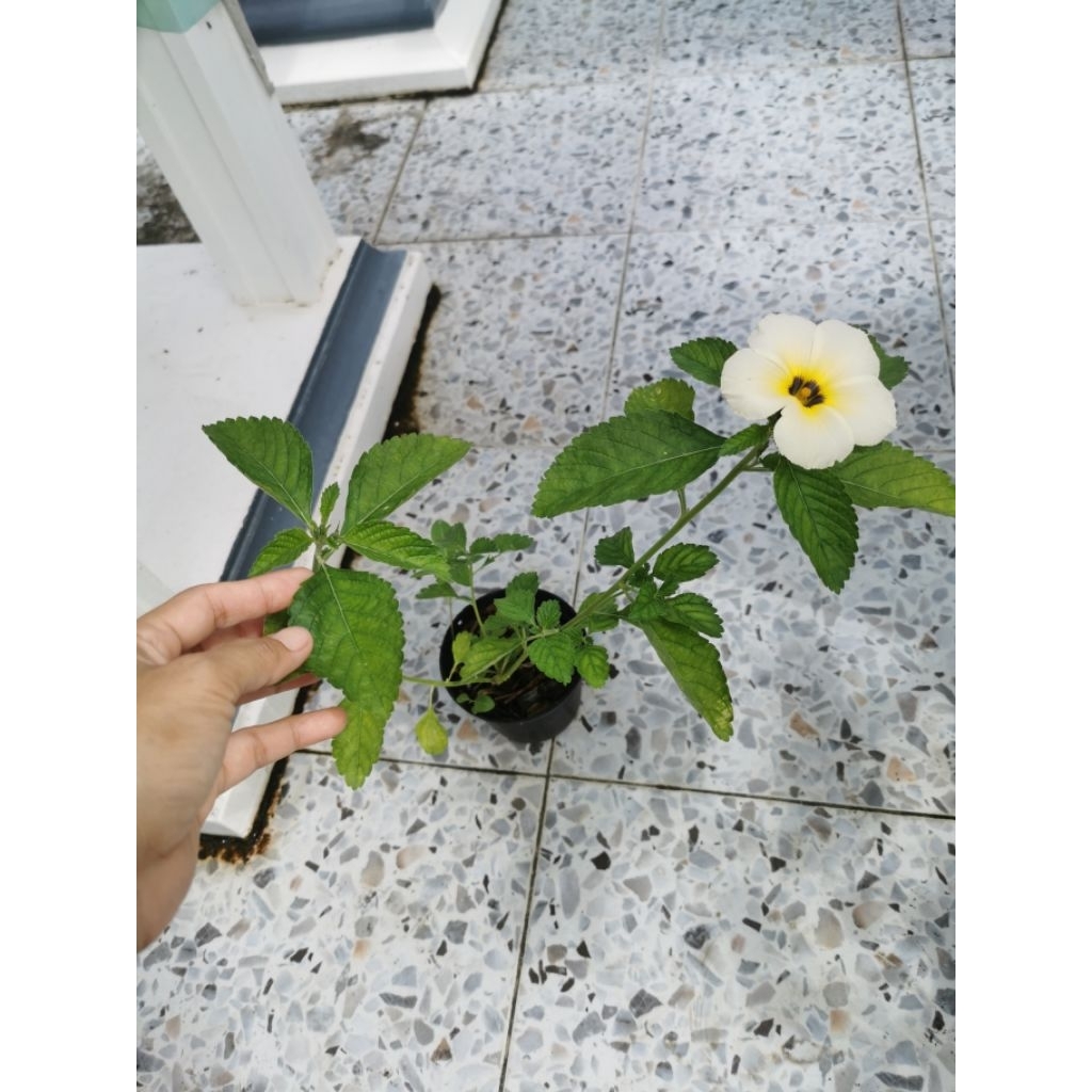 ต้นบานเช้า​ ไม้ดอก​ไม้ประดับ​อายุหลายปี​