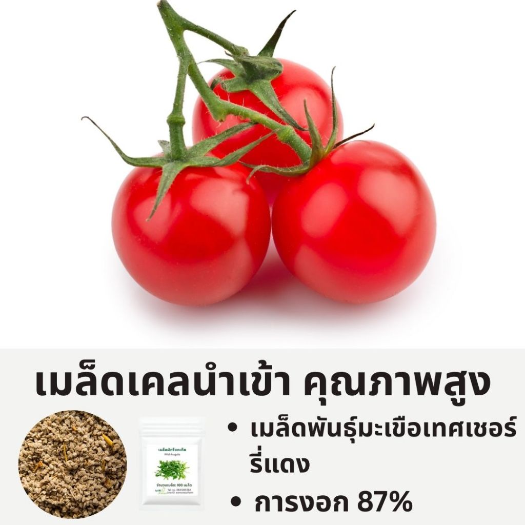 เมล็ดพันธุ์มะเขือเทศเชอร์รี่แดง – ผลเล็ก รสหวาน | เมล็ดนำเข้าคุณภาพสูง | ปลูกง่าย