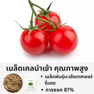 เมล็ดพันธุ์มะเขือเทศเชอร์รี่แดง – ผลเล็ก รสหวาน | เมล็ดนำเข้าคุณภาพสูง | ปลูกง่าย
