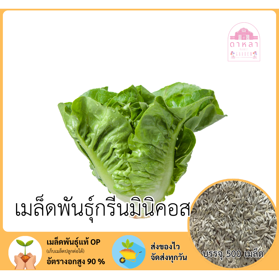 กรีนมินิคอส 500 เมล็ด